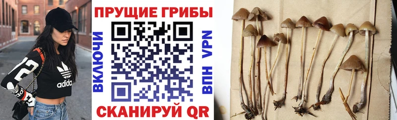 Псилоцибиновые грибы ЛСД  Шахунья 